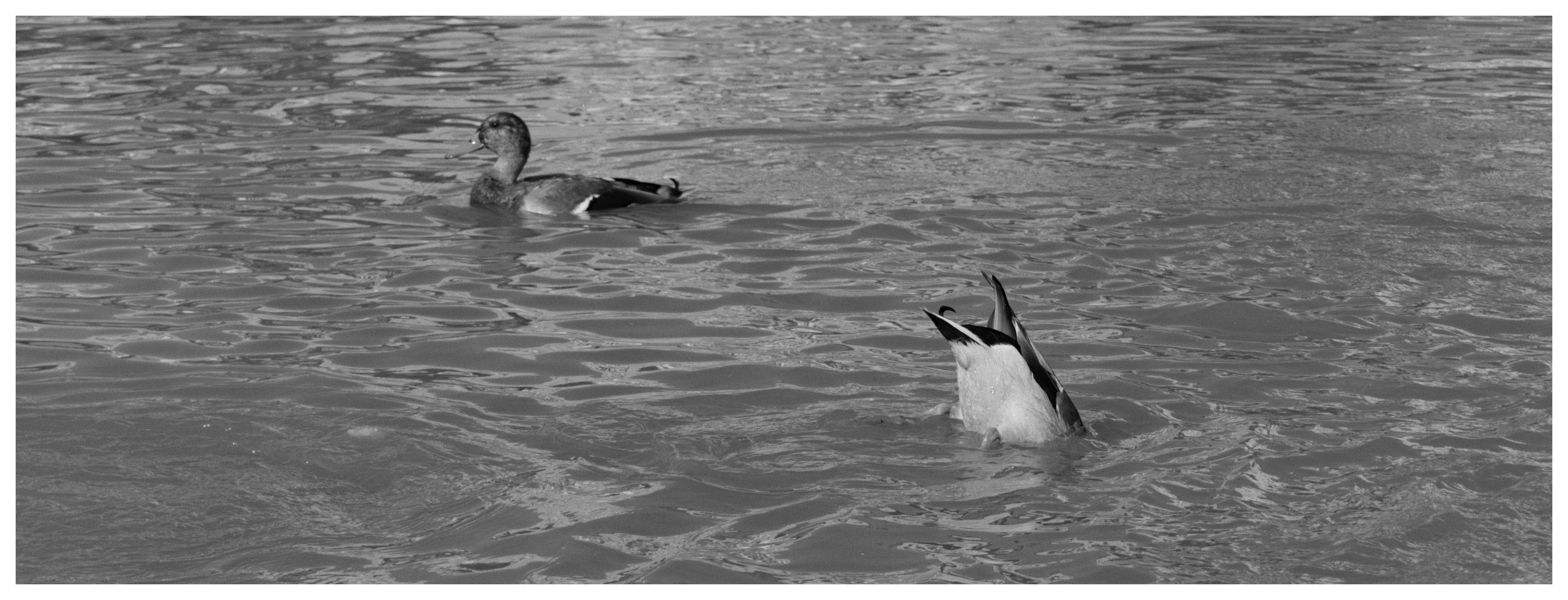 2026-09-27-ducks